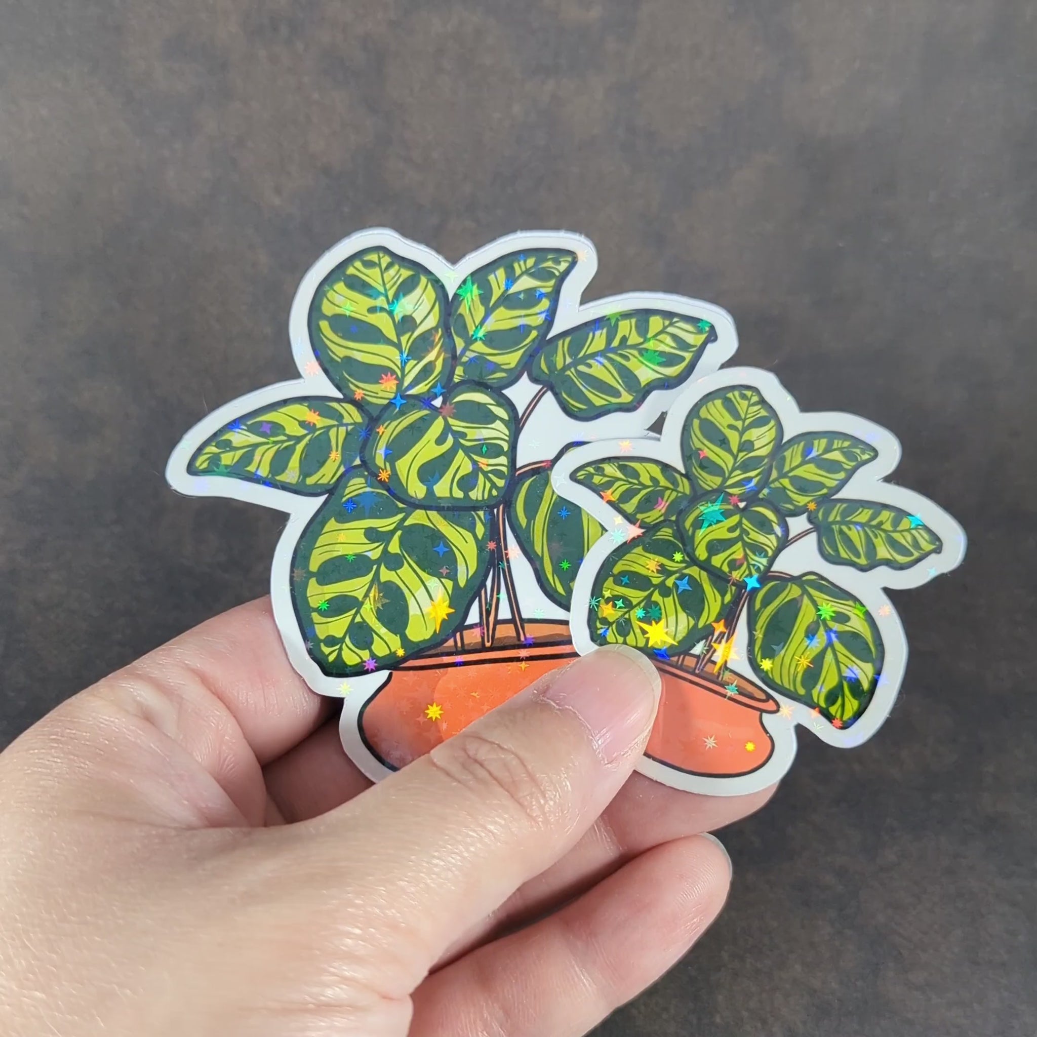 "Video of holographic calathea plant stickers with vibrant patterned leaves in orange pots. Perfect for plant lovers and adding a sparkling touch of greenery to laptops, journals, or other personal items."