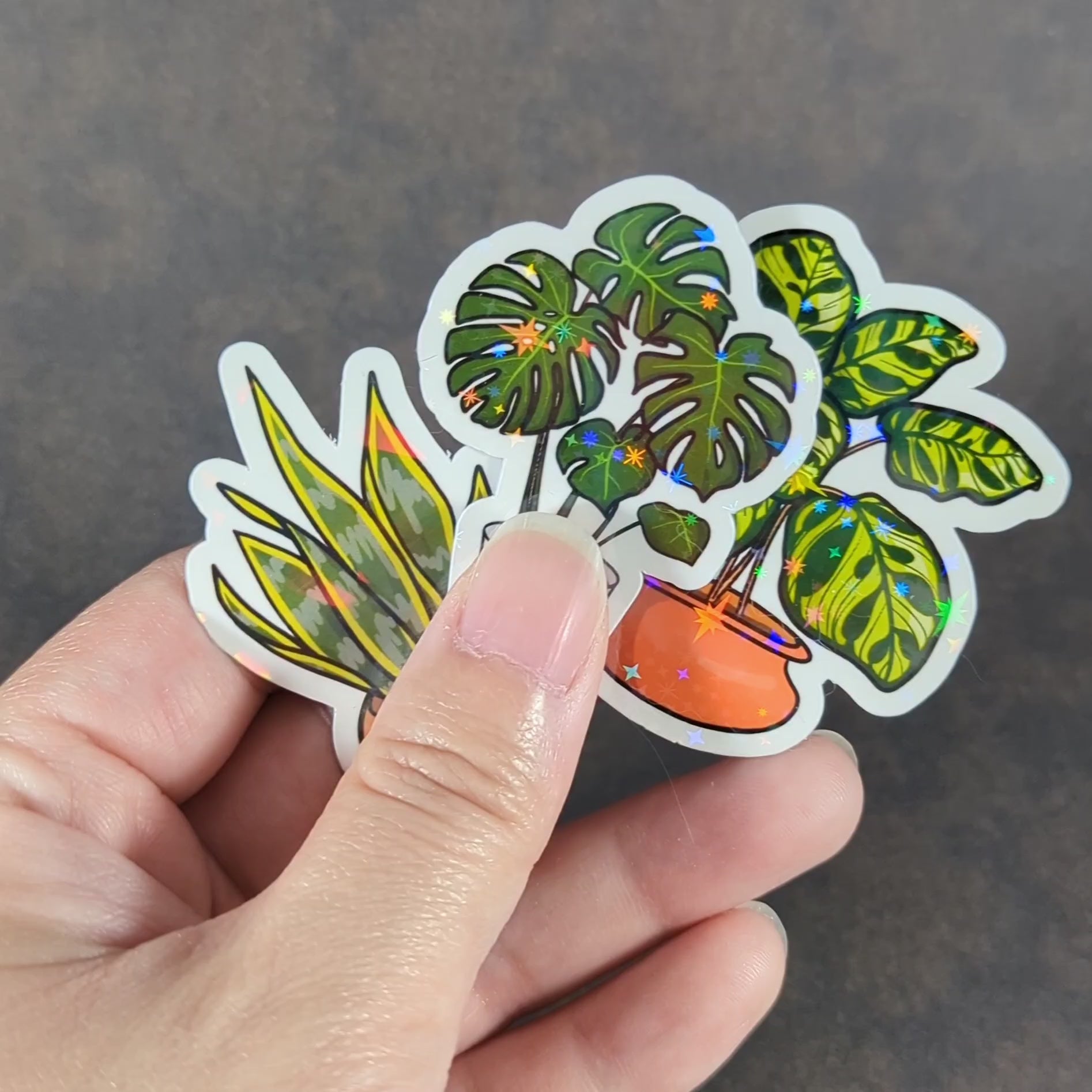 "Video showcasing a trio of holographic houseplant stickers, including calathea, monstera, and snake plants in vibrant pots. Ideal for plant enthusiasts adding botanical sparkle to laptops, journals, or decor."