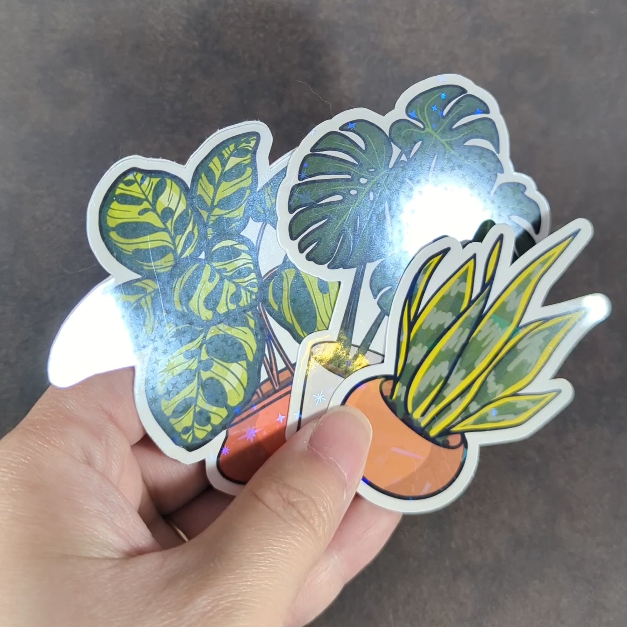 "Video showcasing a trio of holographic houseplant stickers, including calathea, monstera, and snake plants in vibrant pots. Ideal for plant enthusiasts adding botanical sparkle to laptops, journals, or decor."